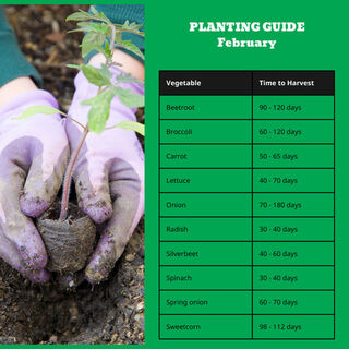 Planting Guide - February